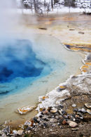 SILEX SPRING